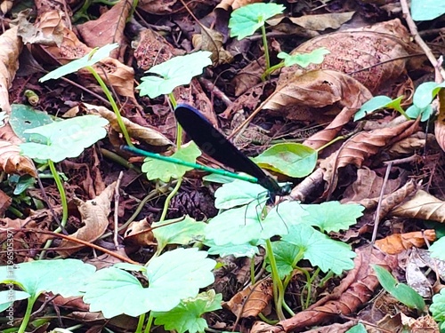 Forest Floor Jewel: A dynamic shot of a brilliant damselfly on a green leaf, framed by deep shadows and fallen leaves. The composition highlights vivid life against decay.