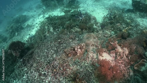 A squid swims slowly and changes camouflage pattern on the underwater sandy floor