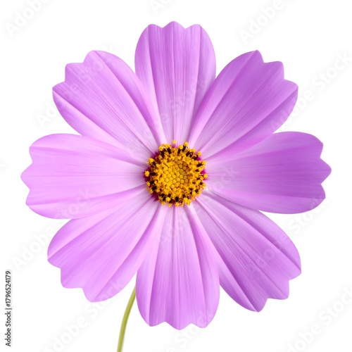 Overhead shot of a delicate, soft-purple flower with a yellow center against a clean white backdrop. Petals radiate outwards