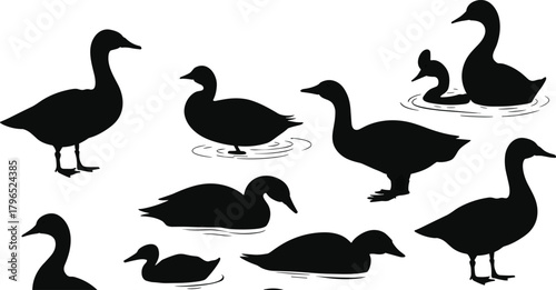 Duck Silhouette Vector Set, Standing and Swimming Poses, Waterfowl Shape Collection, Black Animal Icons, Nature Wildlife Illustration