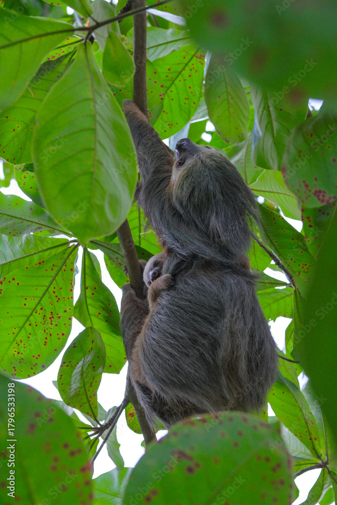 Obraz premium Cahuita, Costa Rica - November 3, 2025: A sloth and its baby in Cahuita National Park in Costa Rica.