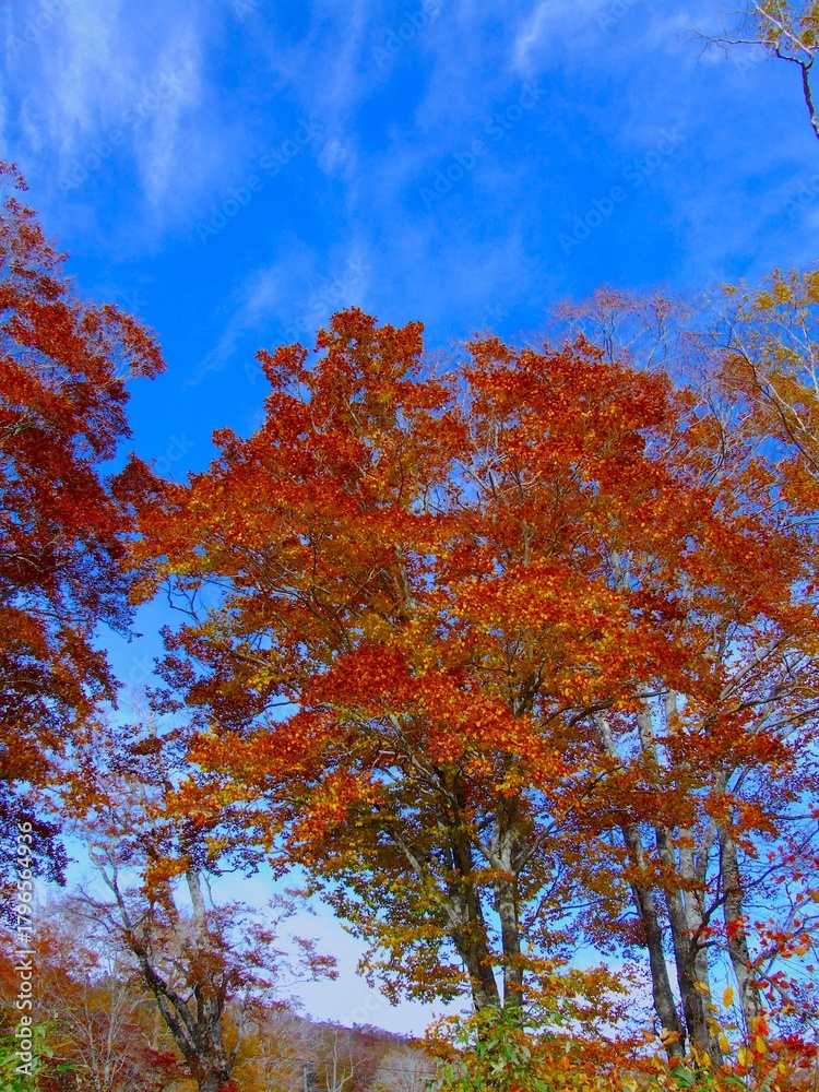 Fototapeta premium Autumn tree