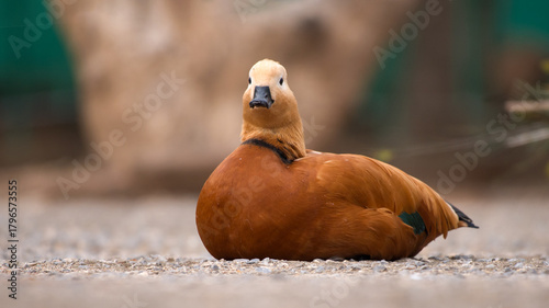 The ruddy shelduck is a bird species in the family Anatidae. It is a distinctive waterfowl,