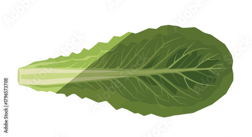 Fresh Lettuce Leaf On Black Backdrop Illustrates Healthy Diet And Dietary Meal Preparation