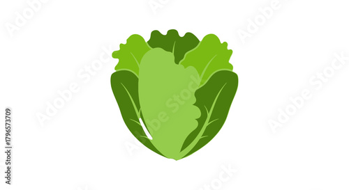 Fresh Lettuce Illustration Against A Black Backdrop Suitable For Dietary And Nutritional Uses