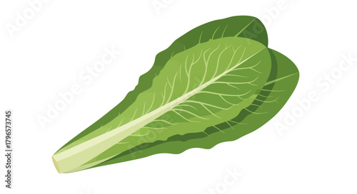 Fresh Lettuce Leaves Illustration Against a Dark Environment, Healthy Food Concept for Designers