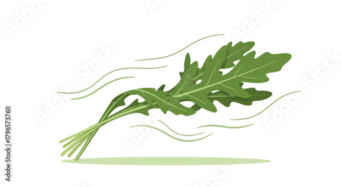 Fresh Arugula Illustration In Minimalistic Style With Black Background Graphic Design