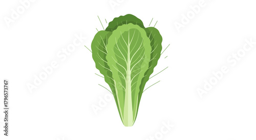 Fresh Lettuce Presented On Dark Backdrop with Vector-Style Graphic Detailing