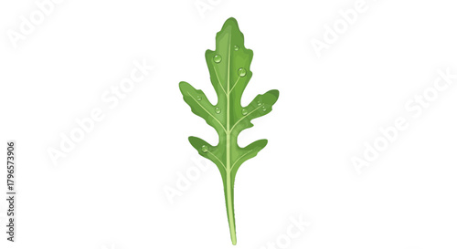 Fresh Arugula Leaf With Water Droplets Set Against A Dark Backdrop
