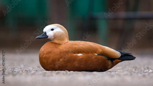 The ruddy shelduck is a bird species in the family Anatidae. It is a distinctive waterfowl,