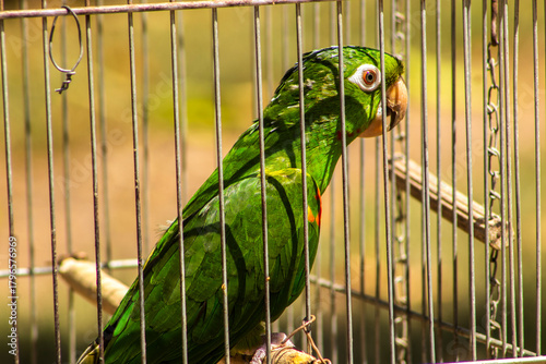 A parakeet (Pionus species, a psittacine native to Brazilian fauna) is seen inside a cage on a farm in Brazil. The image raises the discussion about wildlife trafficking