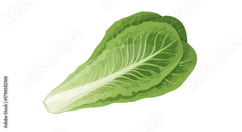 Fresh Romaine Lettuce Isolated Against a Black Background for Healthy Eating Concepts