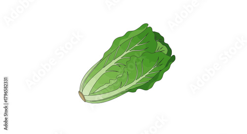 Fresh, Crisp Illustration Of a Vibrant Green Lettuce Against Pitch Black Background