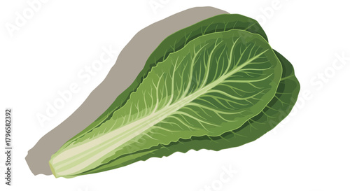 Fresh, Vibrant Lettuce Leaves on Black, Featuring Detailed Vein Structures and Healthy Appearance