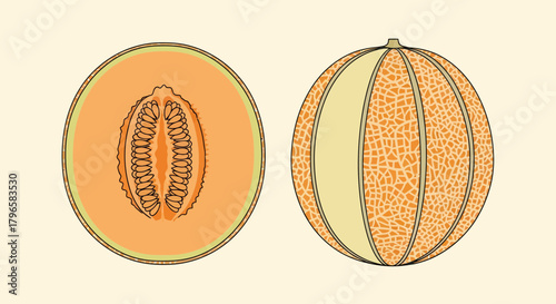 Freshly Sliced Cantaloupe Illustration Showcasing Vibrant Color and Healthy Nutritional Values