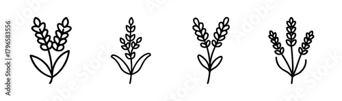 Charming hand-drawn lavender sprigs simple botanical elements for rustic designs