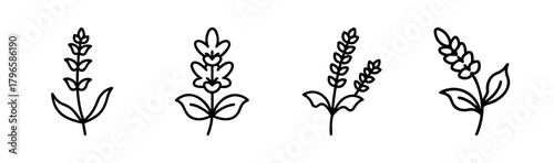 Four delicate line art drawings of salvia flowers with green leaves and stems
