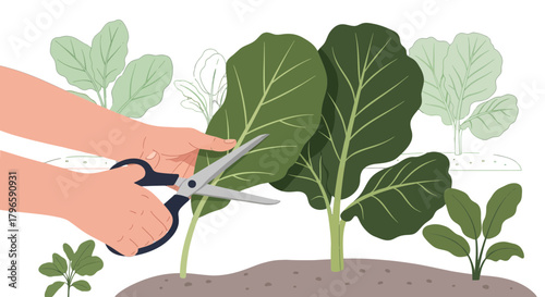 Gardener Cutting Fresh Greens: A Visual Depiction of Garden Care and Plant Maintenance