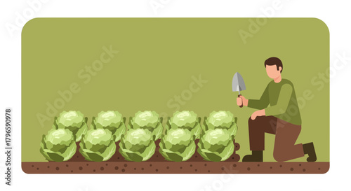 Gardener Inspecting Cabbage Plants In Organic Garden Depicting Horticultural Activity