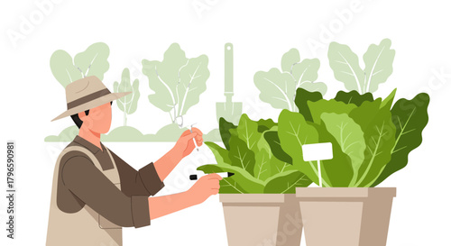 Gardener Inspecting Lush Green Lettuce Plants in Urban Garden on Black Backdrop