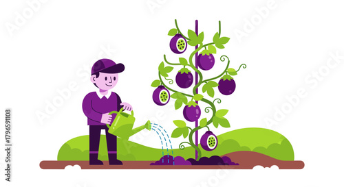 Gardener Watering Passion Fruit Plant In A Garden, Vector Illustration, Agricultural Scene