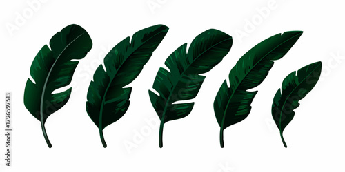 A collection of lush dark green banana leaves arranged in a row on a white background