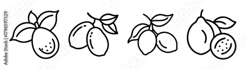 Hand drawn miracle fruit berries with leaves and stems sketch style