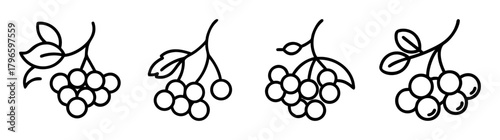 Delicate line art depiction of mountain ash berries with leaves four times