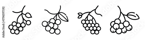Four hand-drawn mountain ash berry clusters with leaves and stems