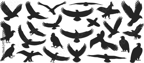 Bird silhouette set with flying and perched poses, black winged animal icons for nature, wildlife, design and education themes