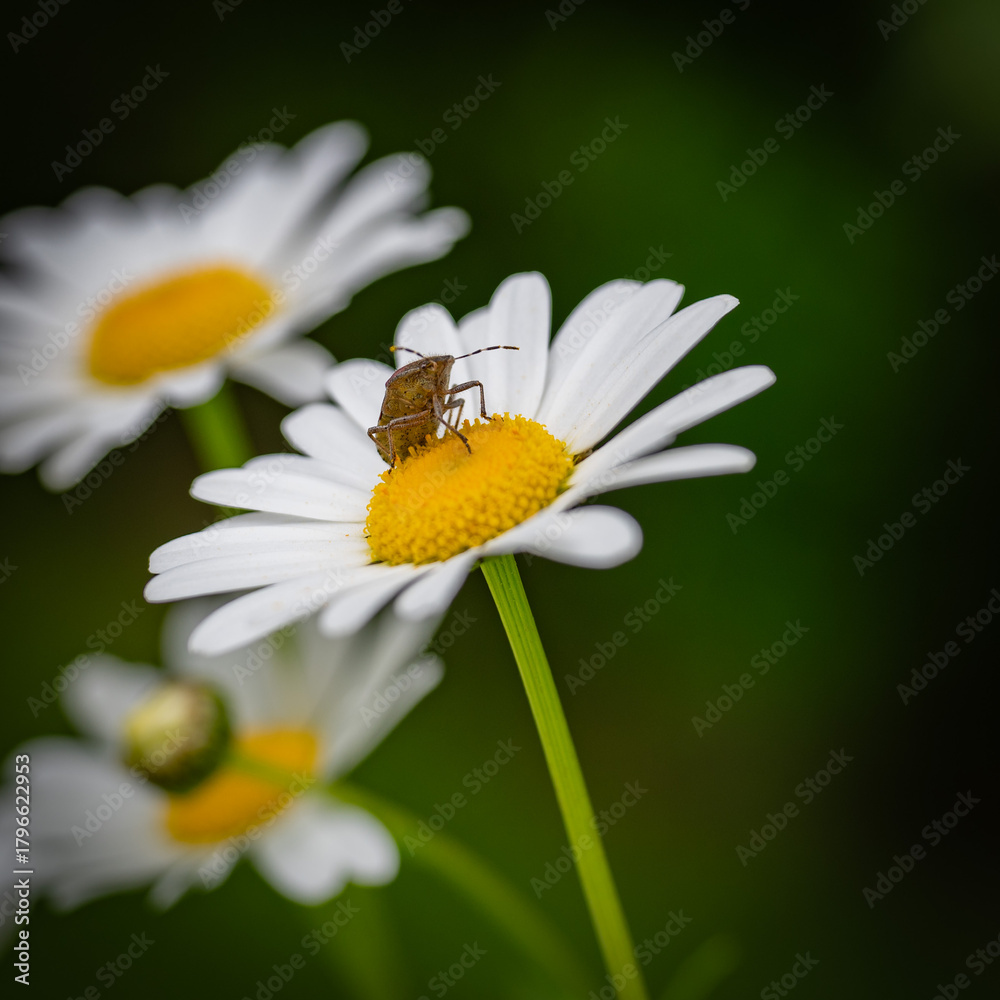 Fototapeta premium Margaritenblüte mit Wanze