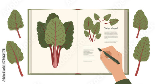 Illustrated Swiss Chard Diagram in a Botanical Journal with Hand Holding Pen to Illustrate