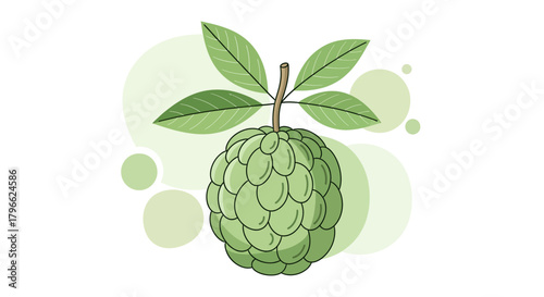 Illustration Of A Custard Apple Fruit In Green Color With White Background