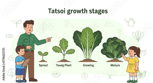 Illustration Of Tatsui Plant Growth Stages With Father And Daughter, Educational