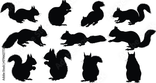 Collection of squirrel silhouettes in various sitting, running, and standing poses, detailed wildlife vector illustration for nature artwork, forest animal designs, creative graphic projects