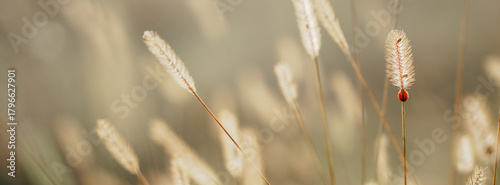 Flower field, meadow flowers in soft warm light. Autumn landscape blurry nature background.