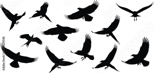 Silhouette collection of flying birds in diverse wing positions, elegant black crow shapes soaring in dynamic motion, detailed vector design for creative artwork, illustration