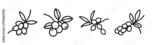 Sea buckthorn berries delicate line drawing branch sprigs nature elements botanical artistic design