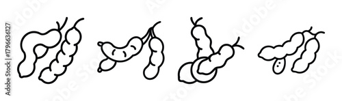 Black and white outline drawings of tamarind pods on branches showing seed formation and texture