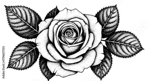 black rose isolated on white, pointillism roses tattoo design
