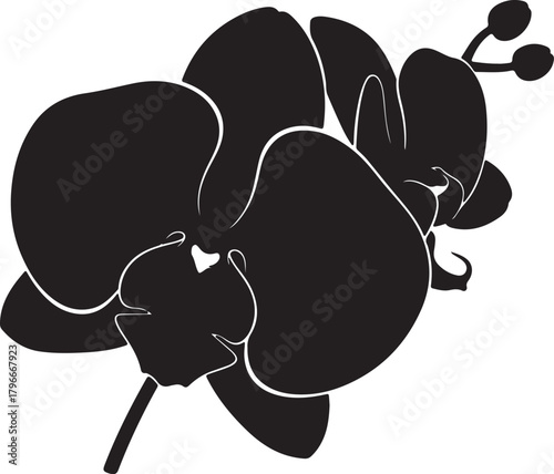 Black Orchid Flower Silhouette With Buds On White Background Keywords: orchid, flower