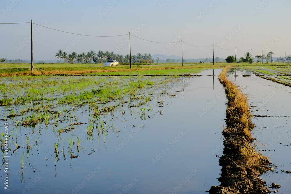 Fototapeta premium Flooded Paddy Field with Car