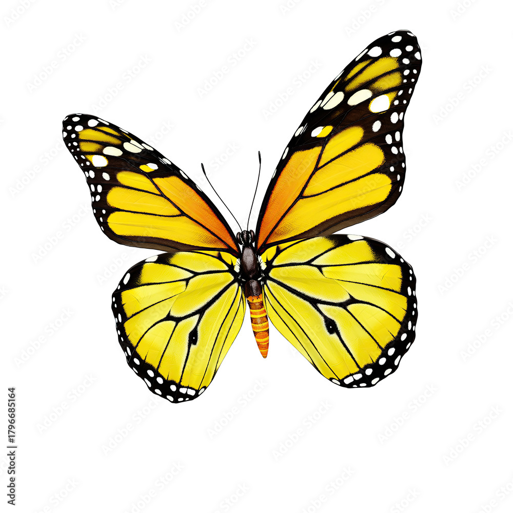 Fototapeta premium Vibrant Monarch Butterfly with Intricate Wing Patterns Isolated on a Black Background in a Detailed Close-Up Studio Shot