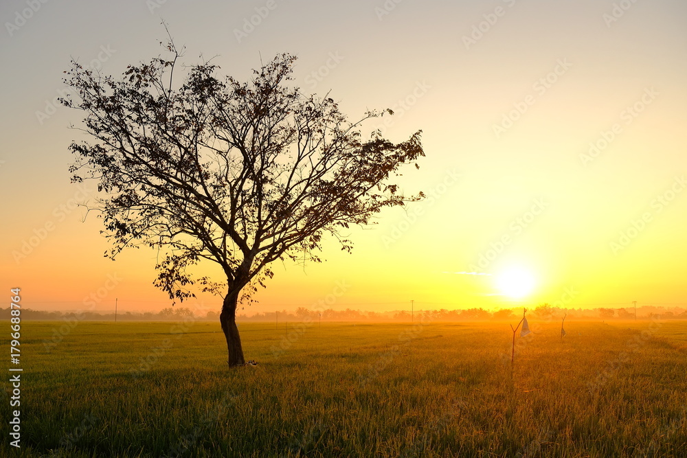 Obraz premium Radiant Sunrise Over Rice Field