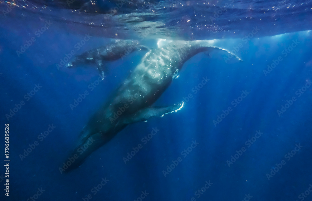 Naklejka premium Humpback whale