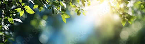 Green leaves and sunlight, soft focus, bokeh, nature, trees, sky, summer, freshness