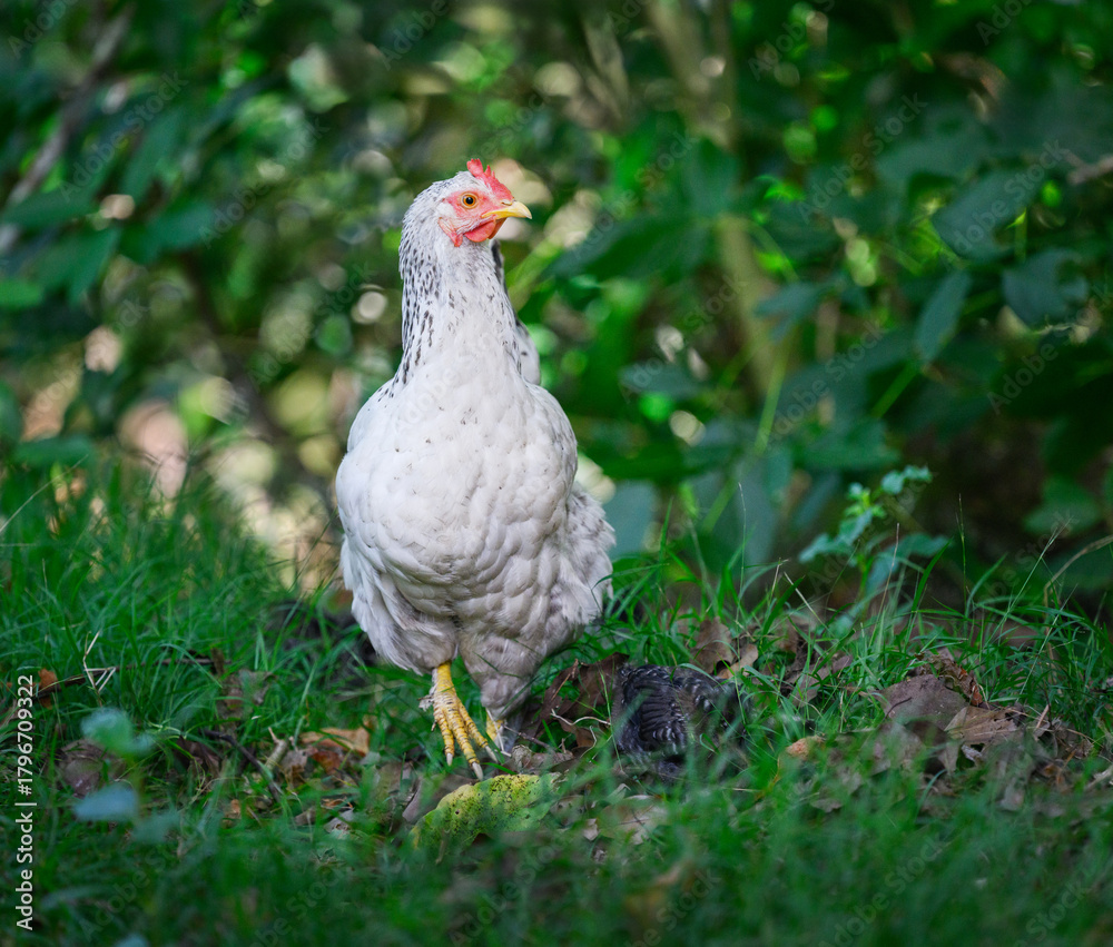 Fototapeta premium Hen walking under the bushes in hot summer day. Western Springs Park. Auckland.