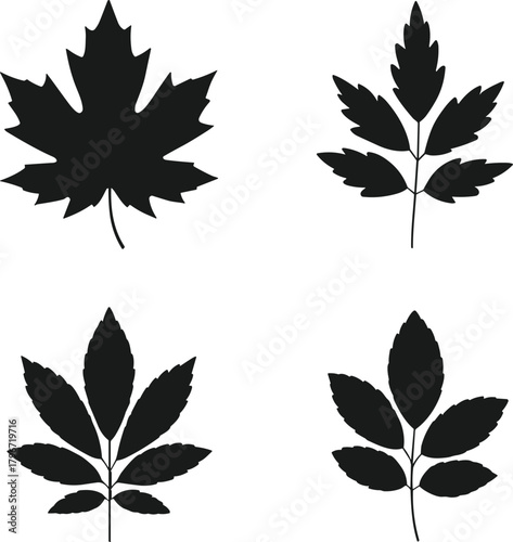 Four Black Silhouette Leaves Maple Ash Rowan on White Background leaf maple leaf