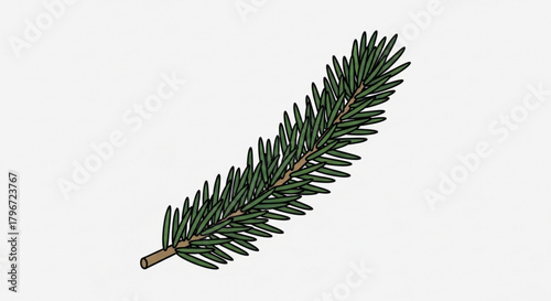 Illustration of a christmas tree branch evergreen fir needle foliage holiday season decoration plant design
