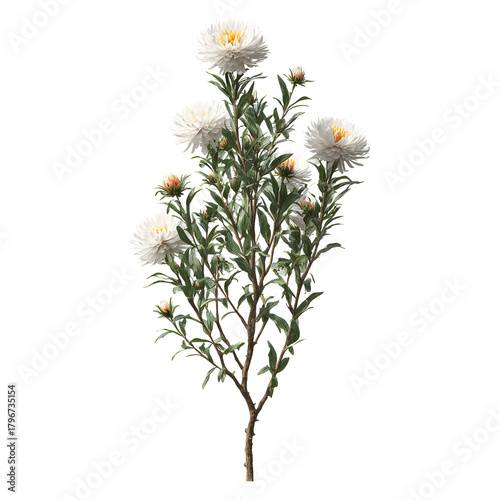 Pure White Aster Blossom: Delicate white aster blossoms, exuding purity, grace a simple stem with subtle green leaves, a testament to the quiet beauty of nature's design. 